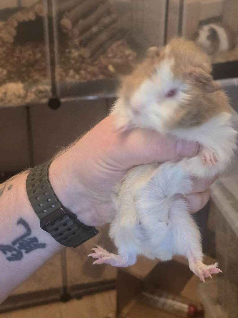 Guinea pigs for sale 