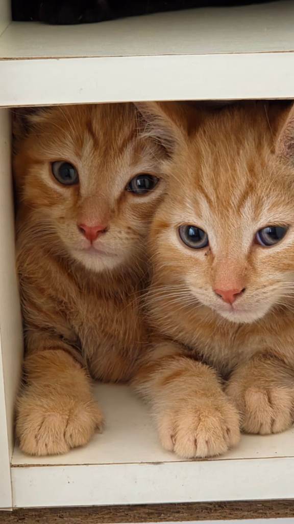 Kittens