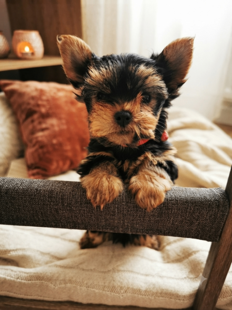 Gorgeous Yorkshire Terrier Puppies 🐾