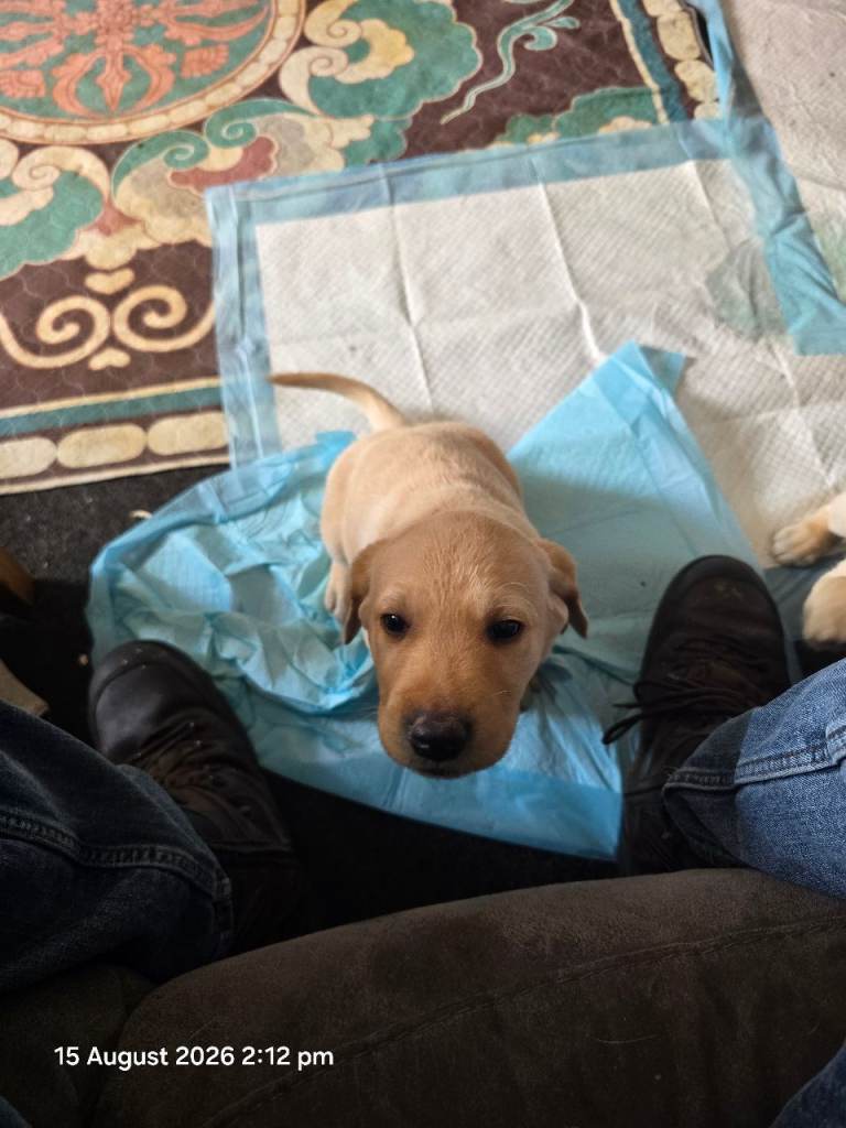 Labrador puppys 