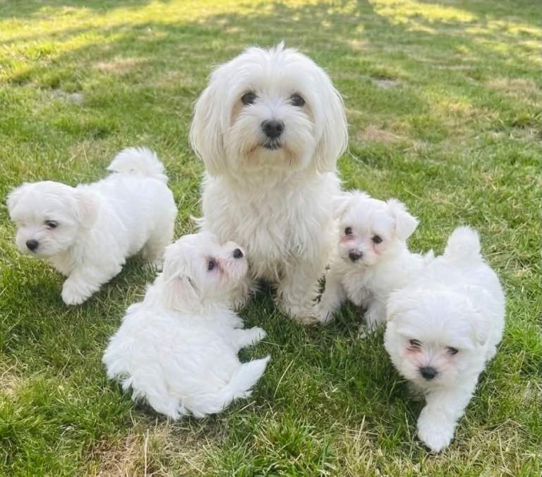 Maltese