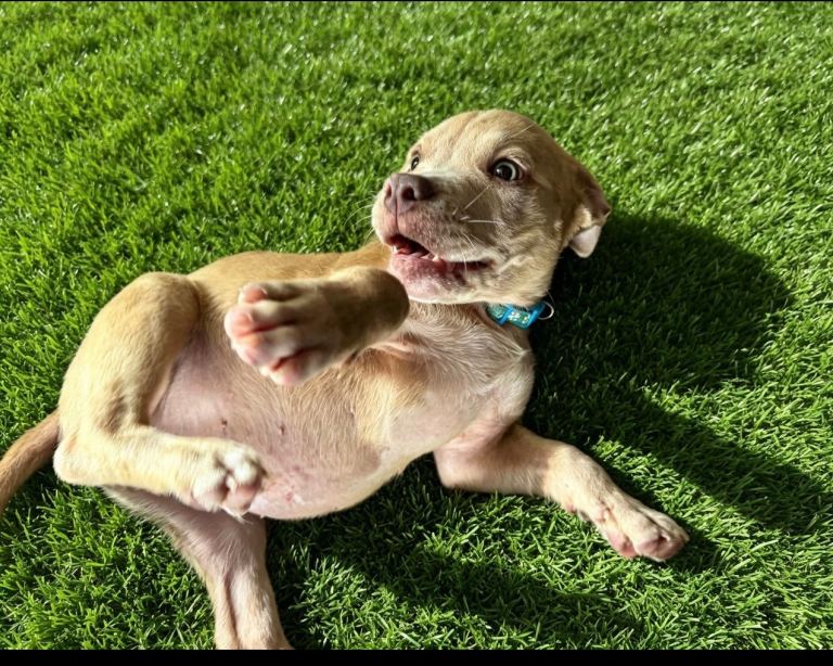 LAST FEW LEFT American pocket bully puppies 