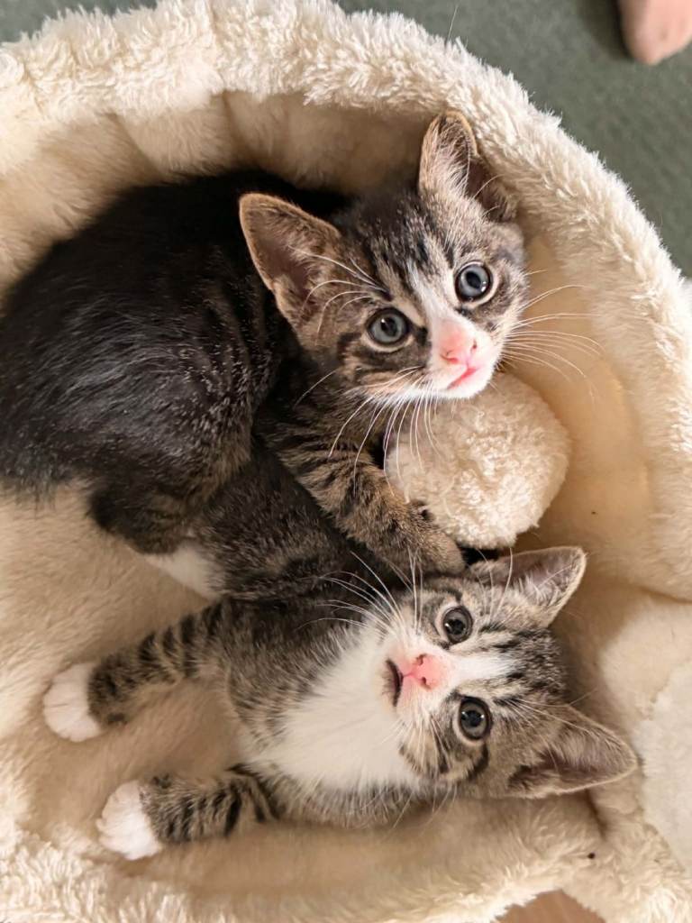 X3 Boy kittens