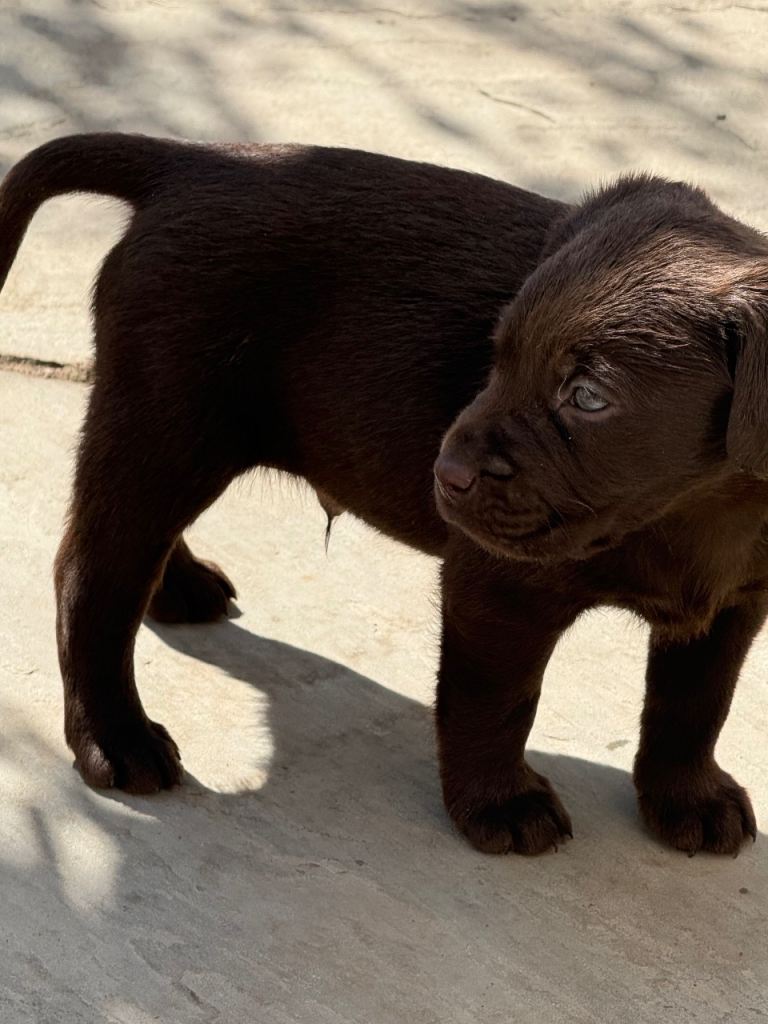 Pedigree Labrador puppies 