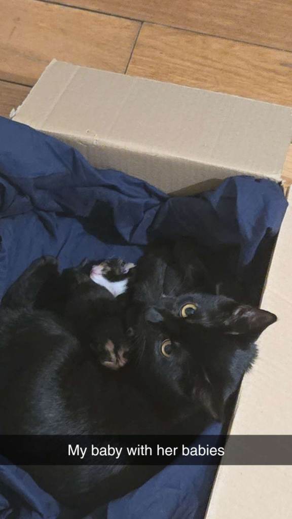 British shorthair kittens