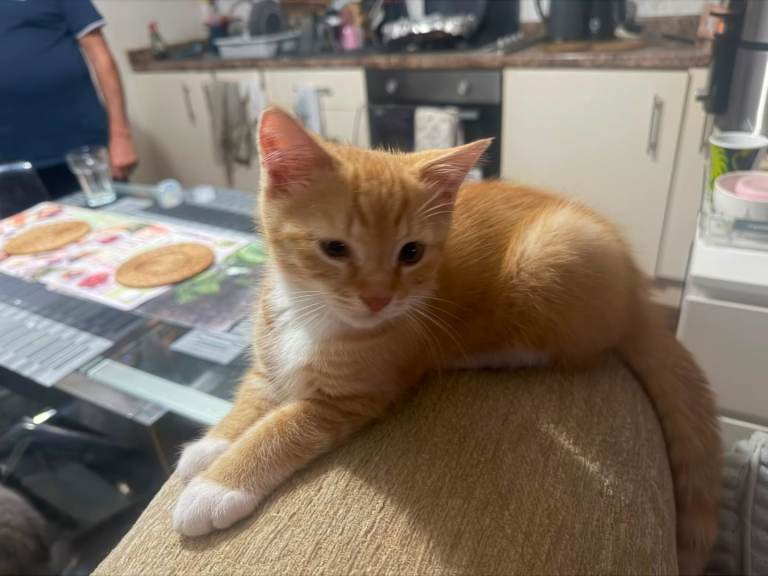 Half Persian