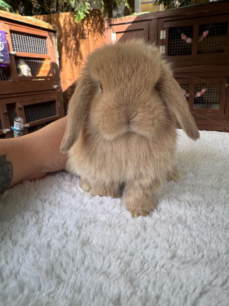 Beautiful pure bred mini lop babies 