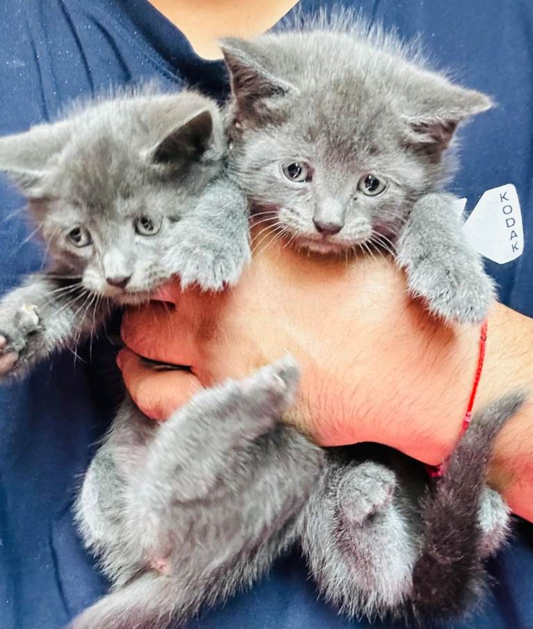 Beautiful bundles of Russian blue kittens ready to go now