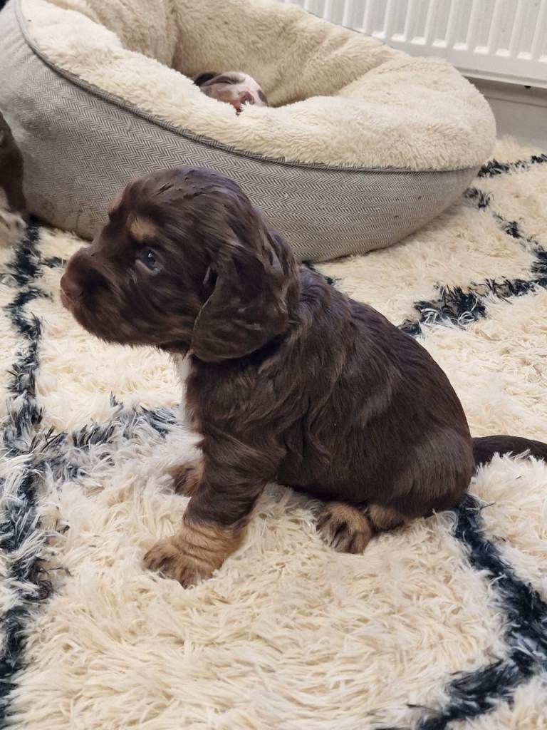 Stunning cocker spaniels 