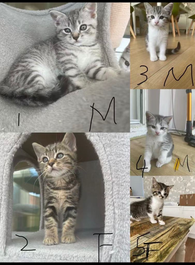 Kittens for sale 