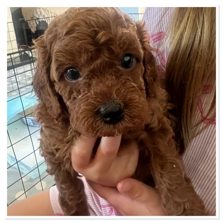 One girl Cavapoo puppy left 🐶