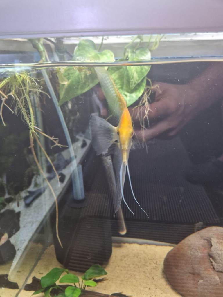 Selling adult and baby angel fish