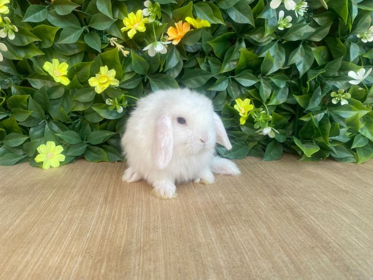 Mini lops Est since 2014 