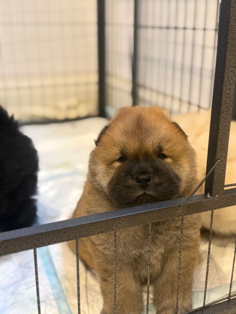 Chow chow puppies 