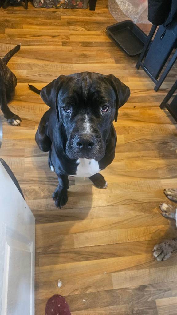 looking for forever family
