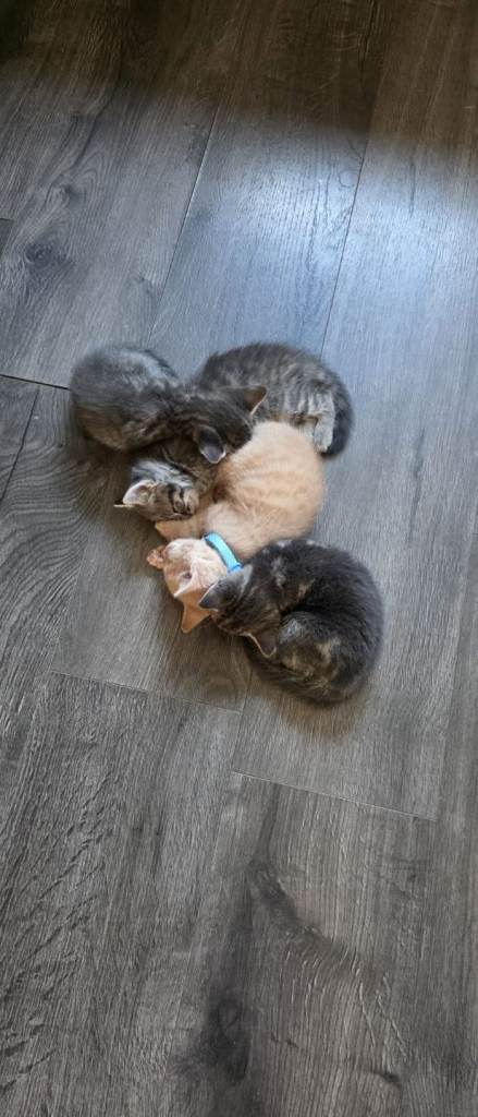 Three Grey female kittens 