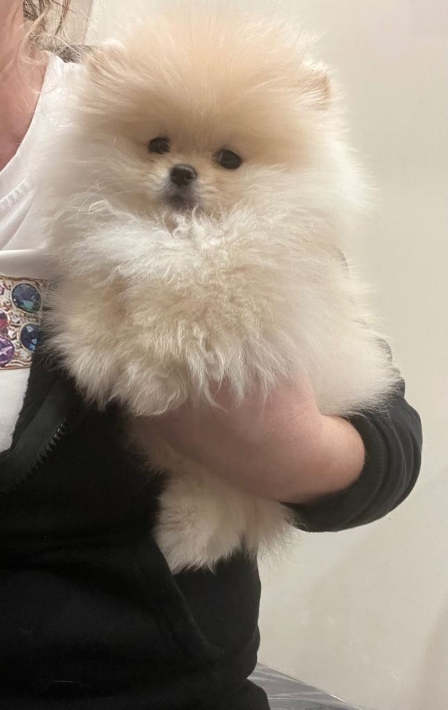 Pomeranian puppy’s 