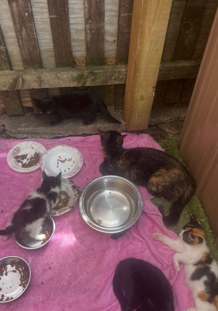 kittens 