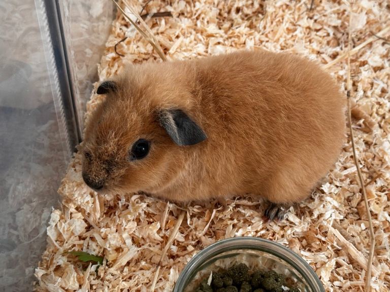 One little boy with cage and accessories 