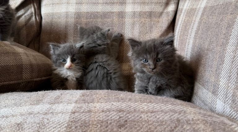 Ragcoon Kittens