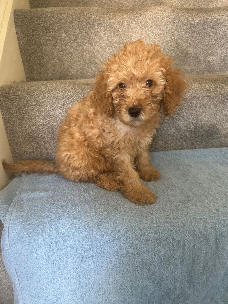6 gorgeous cockapoos looking for their forever home 