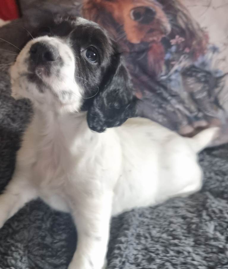 Cocker spaniel pups 