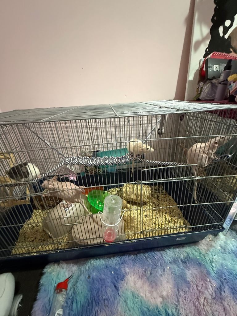 4 pet rats including cage 