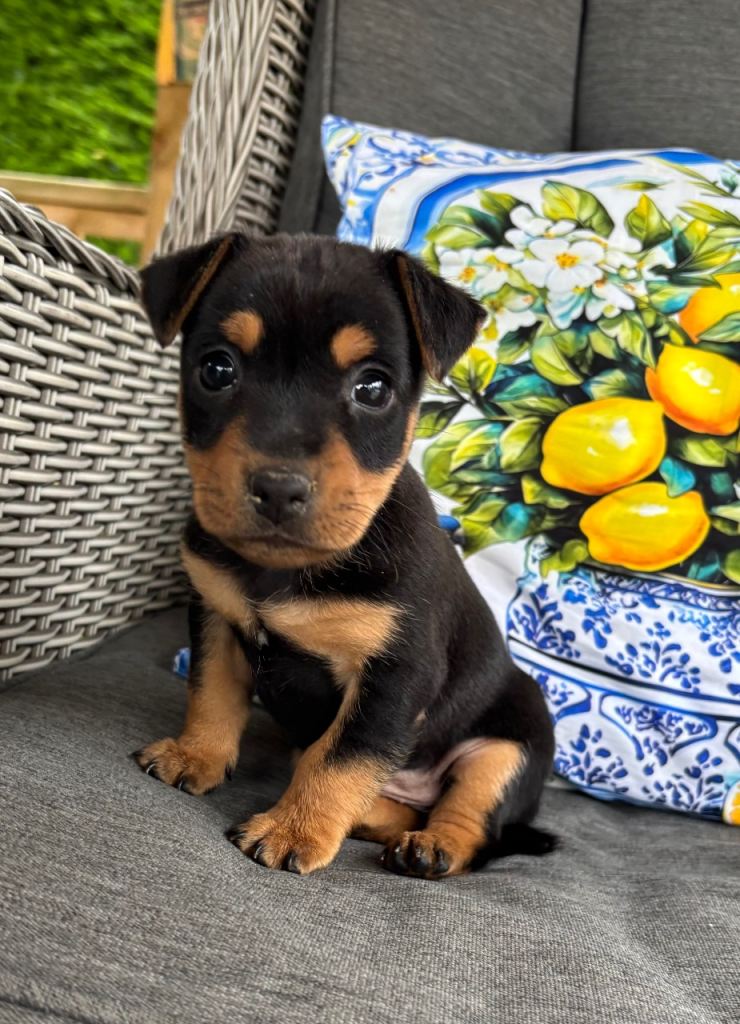 Beautiful Jack russel puppies