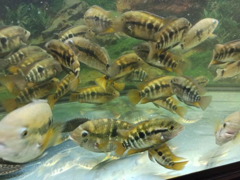 Tropical fishes cichlids