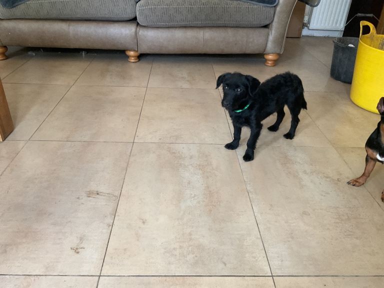 Jack Russel x Toy Poodle