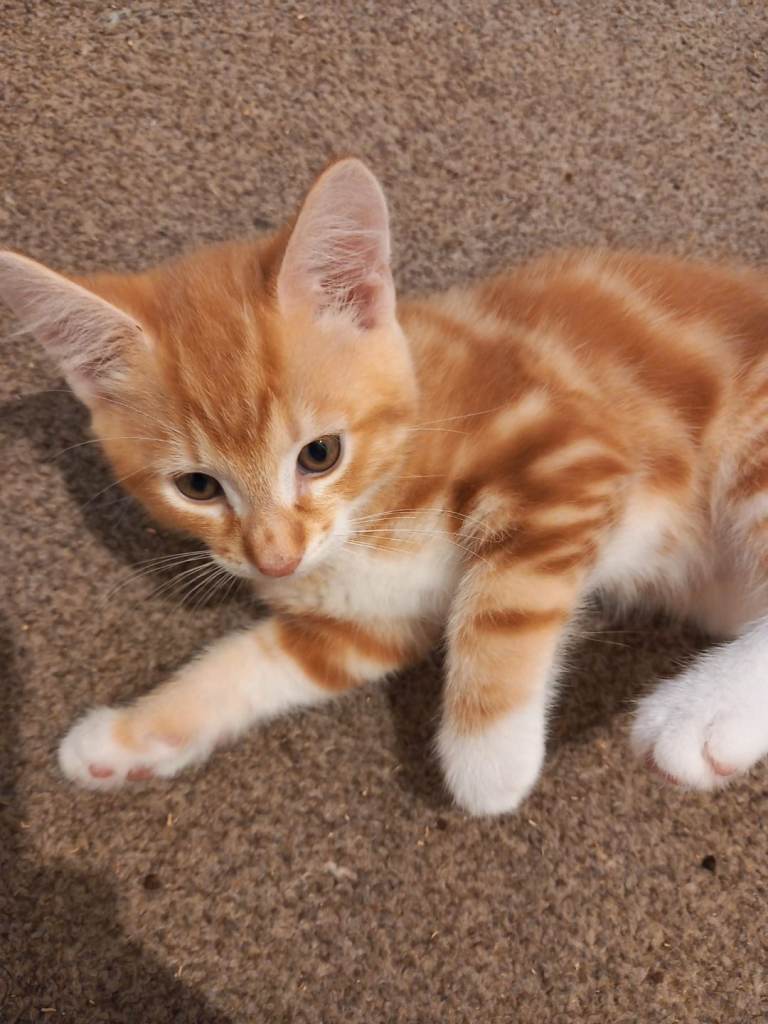 5 beautiful kittens for sale 