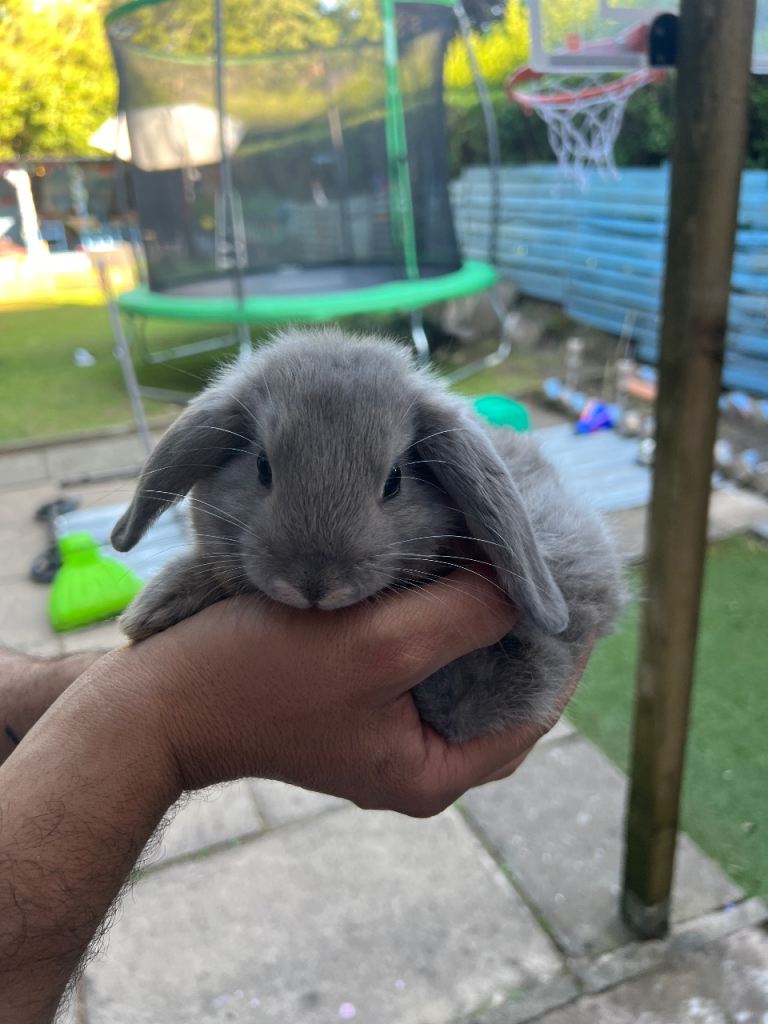 Bunnies/rabbits for sale 