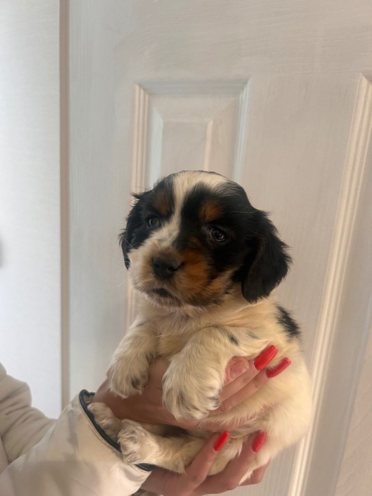 Cocker spaniel puppie 