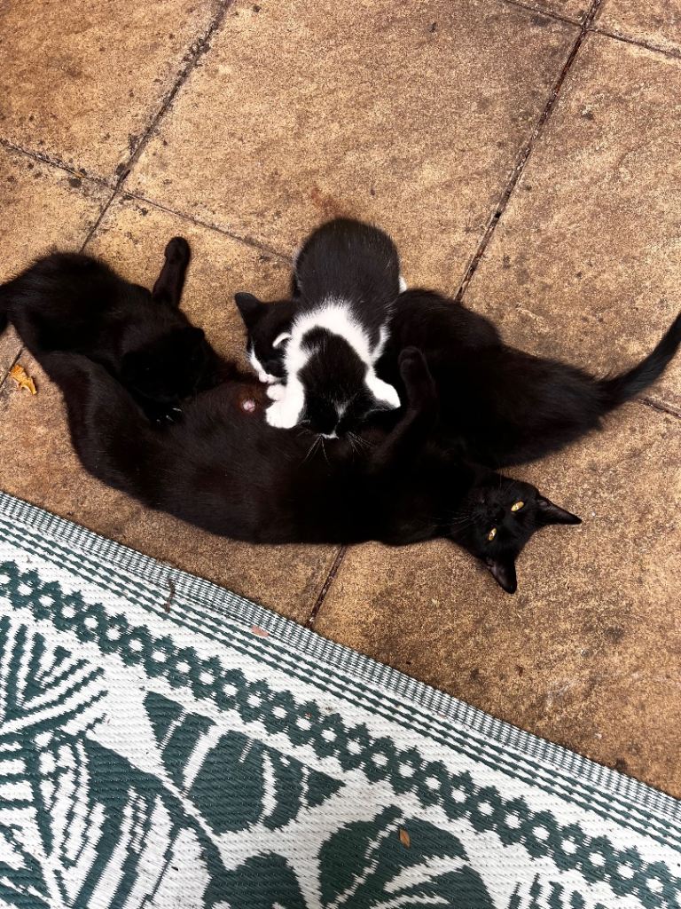 6 beautiful kittens looking for their forever homes 