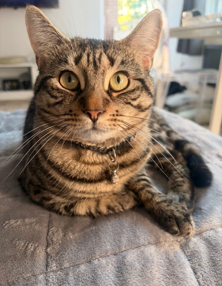 Male tabby cat for sale 
