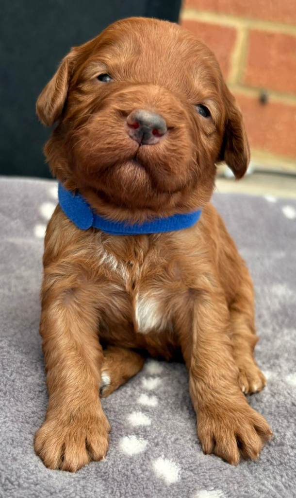 F1 Cockerpoo puppies 