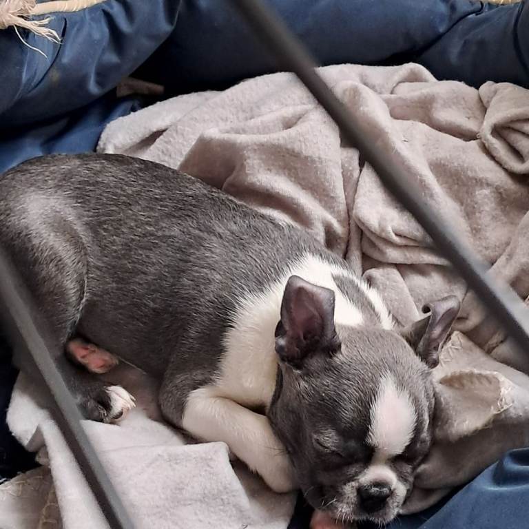 Boston terriers puppies 