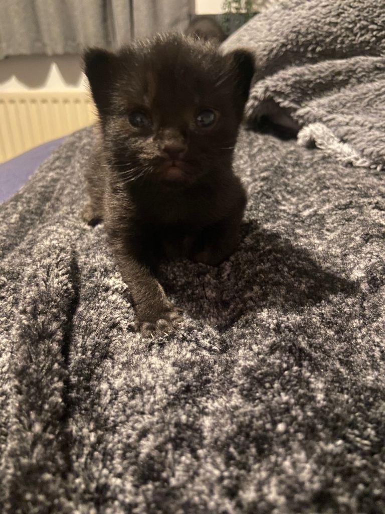 Main coon mix kittens 