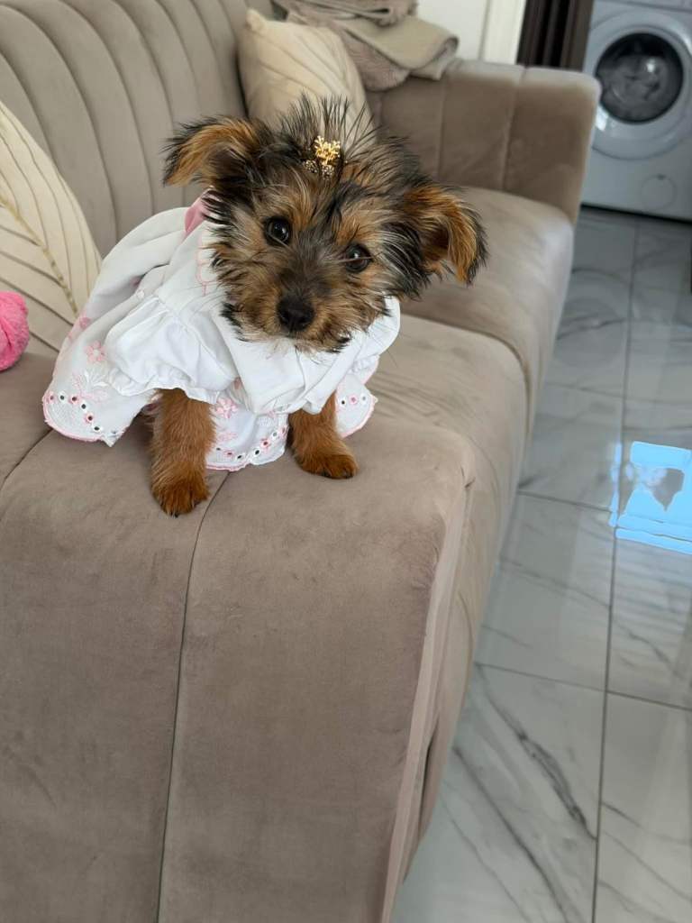 Yorkshire Terrier Puppie