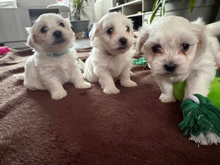 Maltese puppies