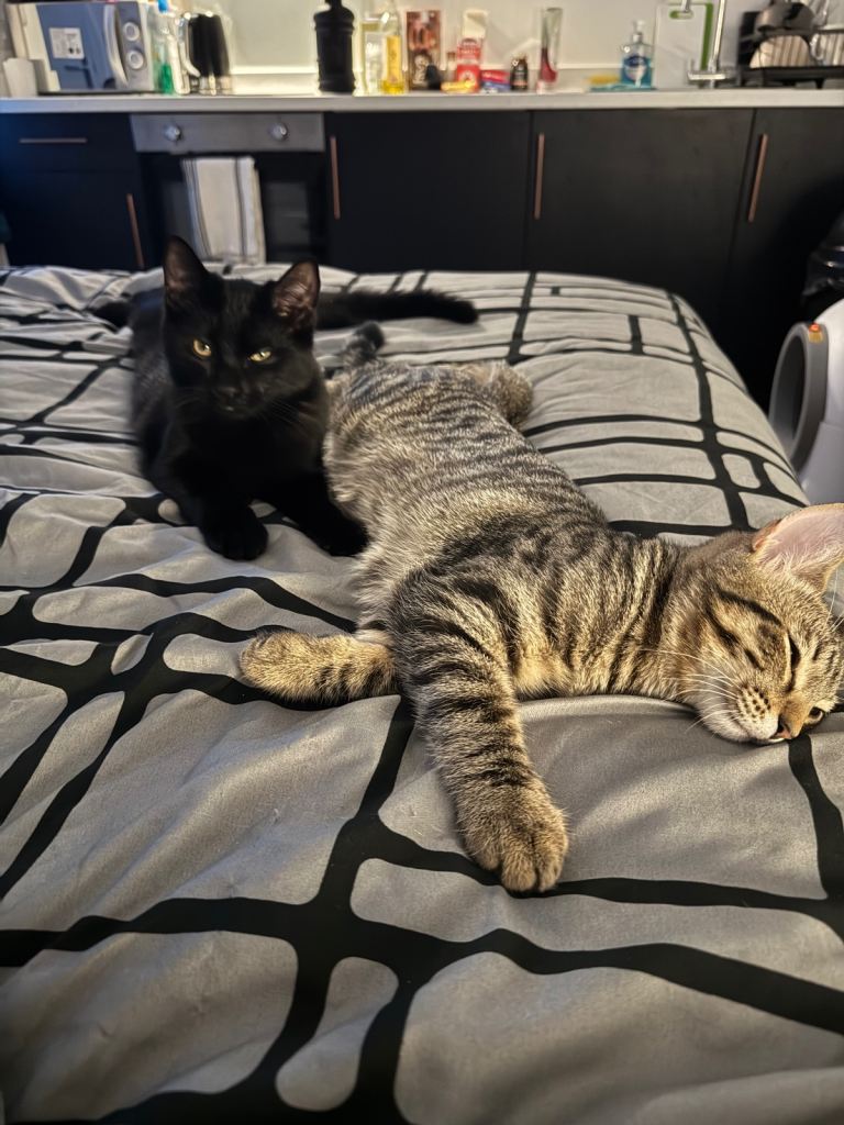Two 7 months old kittens