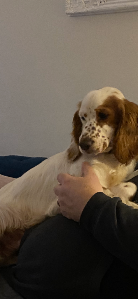 Handsome young male cocker spaniel 