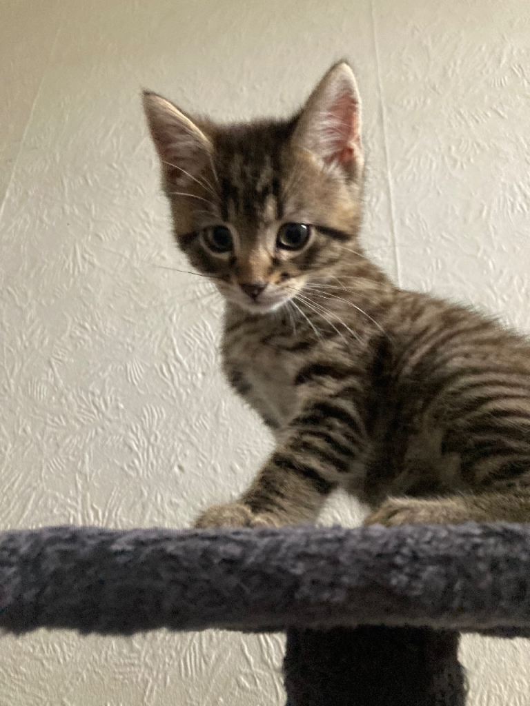 4 Adorable Kittens Ready For New Homes