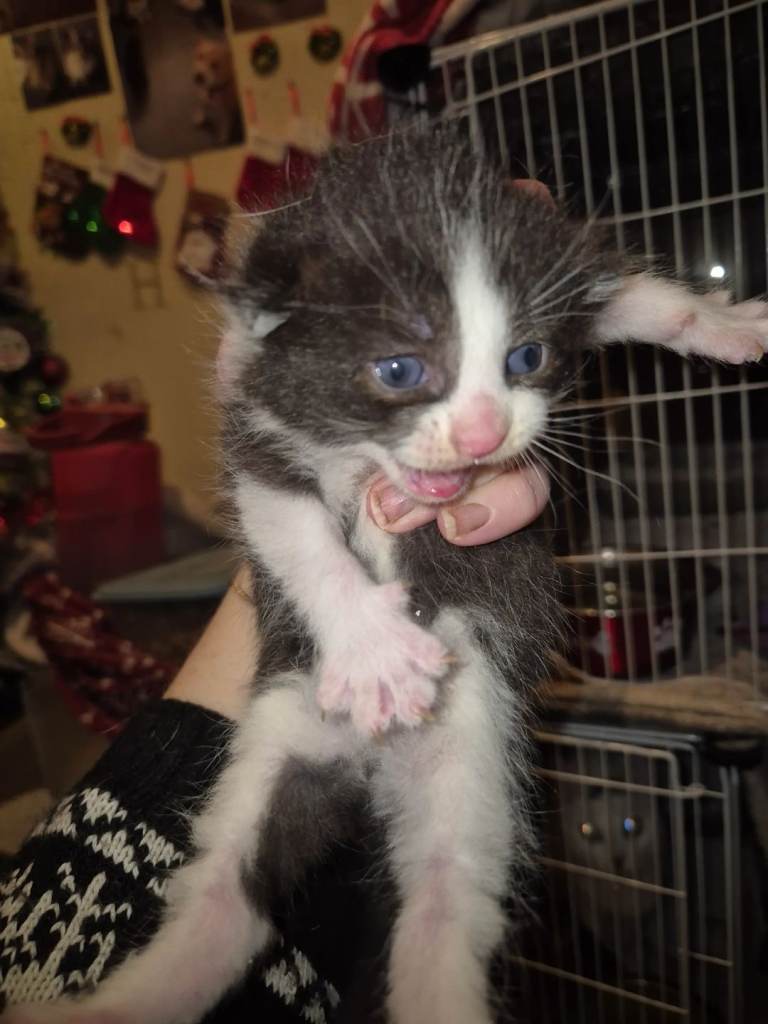 Kittens for sale ready end of January 