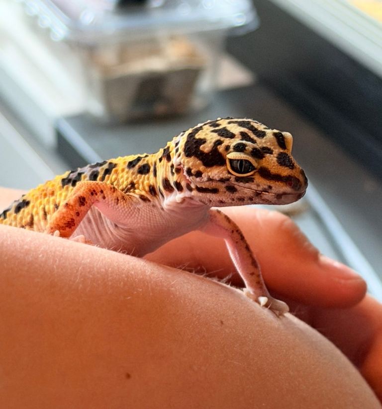 Leopard gecko and full set up