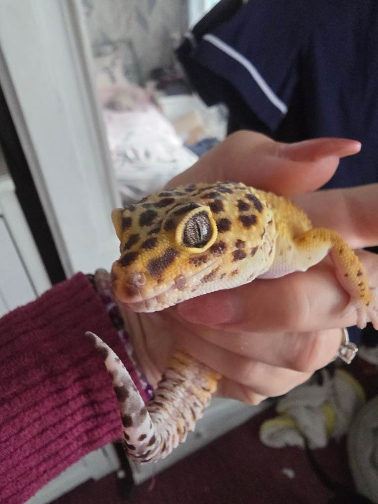 Spotted leapord Gecko plus full set up