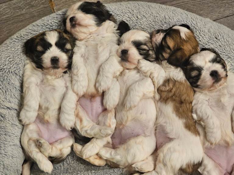 Shichon puppies shihtzu