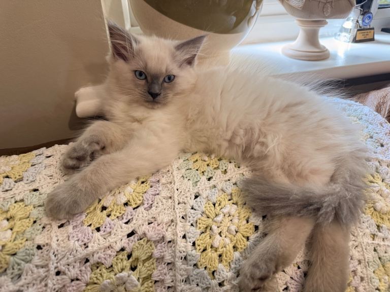 Beautiful ragdoll babies! 😻😻😻