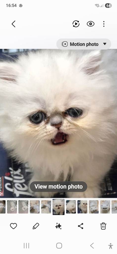 Pedigree Chinchilla Persian 