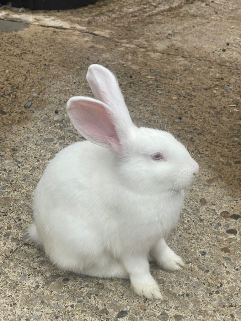 Baby albino rabbits for sale £60 for pair for 3 months old and £50 a pair for 4 month olds